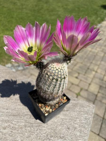 Echinocereus ctenoides